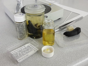 Curating the museum's British slug collection