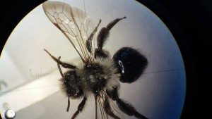 Female Andrena cineraria from my Andrena course at Liverpool World Museum