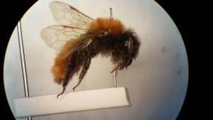 Female Andrena fulva from my Andrena course at Liverpool World Museum