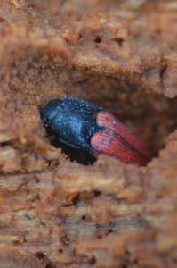 A Biodiversity Action Plan beetle, the Red-horned Cardinal Click Beetle (Ampedus rufipennis)