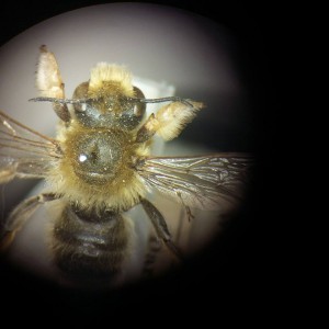 Megachile willughbiella (Willughby's leafcutter bee). Males of this species have enlarged yellow tarsi. 