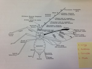 aphid diagram