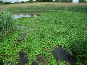 Floating Pennyworth can grow up to 20cm a day forming dense stands of vegetation, outcompeting native plants and blocking out light and preventing fish accessing feeding and resting spaces.