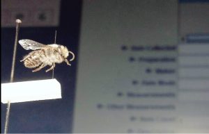 A Davies' Colletes bee being put into the museum's online data base 