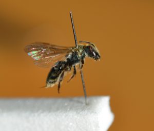 The Green furrow bee (Lasioglossum morio)