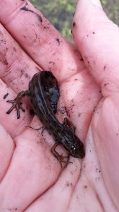Both sites are also ideal habitat for Smooth Newts. Here's a male I came across in full breeding dress.