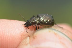 Blethisa multipunctata, a rare wetland ground beetle