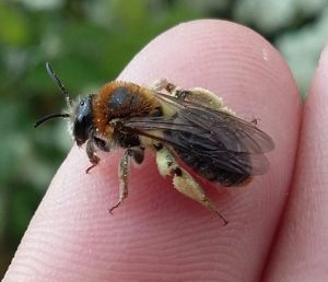 Some species can be identified easily in the field. This one is Andrena haemorrhoa female. Look at all the pollen on her legs! Just an example of a species that I've seen in the meadows. 