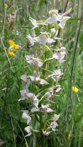 Butterfly Orchid