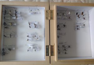 Reference specimens are essential, especially when you are learning a new group. These are some of my bees to help highlight British bee diversity. 