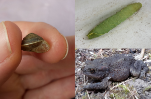 Some of our finds: Girdled Snail (Hygromia cinctella), Hawk-moth Caterpillar , Common Toad (Bufo bufo)