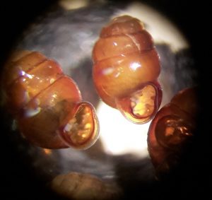 Adult Vertigo under the microscope. Check out their little shell 'teeth'!