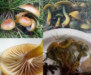 The challenges of fungi: Hygrocybe laeta was golden in the field (top left), but turned green after collection, making it match images of Hygrocybe psittacine (right). Giveaway for H.laeta is the translucent sticky gill edges (bottom left).