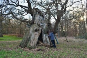 Myself exploring a Windsor veteran tree