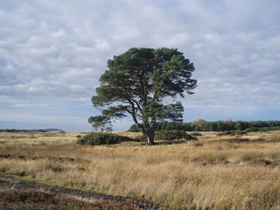 Scots pine.jpg