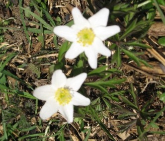 wood anemone (mod).jpg