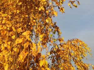 yellow birch leaves