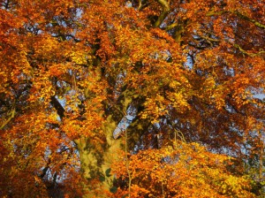 Beech tree in Autumn Colour
