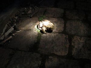 A lone toad