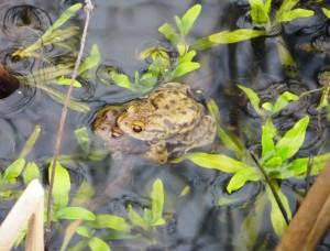 Toads in the pond