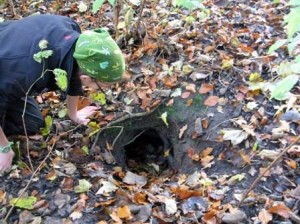 Taking care not to fall down a badger sett
