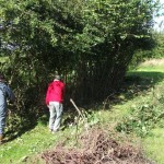 William and Ron preparing the hedge
