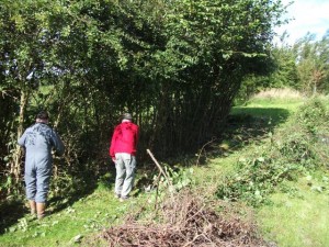 William and Ron preparing the hedge