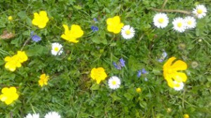 Meadow flowers blog