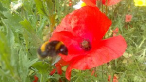 Buzzy bee blog