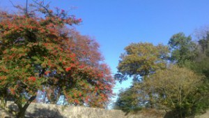 Autumn colour blog