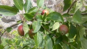 14 apples blog