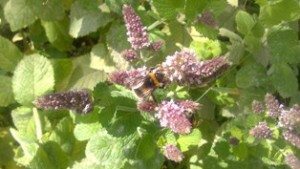 Bee on mint in sun blog