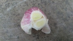 Homegrown garlic blog