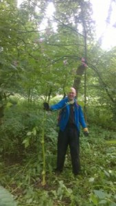 one of our volunteers next to the biggest Balsam ever seen by human eyes!