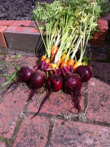 Carrots and Beetroot harvested and eaten.