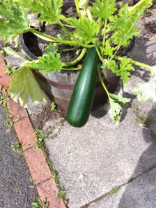 A MONSTER courgette, or is that a marrow?