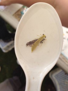 Dragonfly larvae leaving its shedded skin behind © Scott Gardner