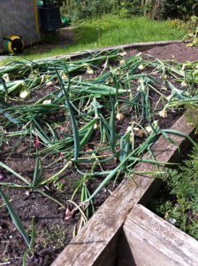 As is the onion patch