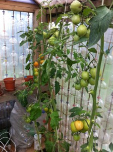 Tomatoes of all shapes and sizes, ripening up nicely.