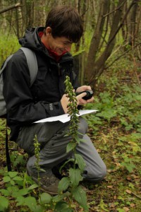 Recording the gps for wild orchids.