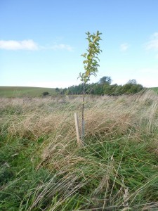 An Apple tree from the previous year's NFM orchard planting scheme