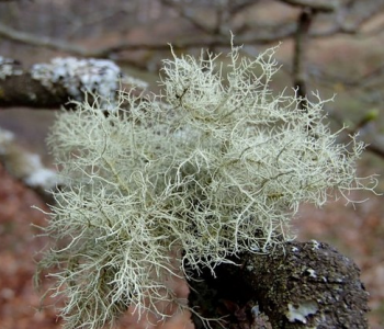 Lichens – the perfect Citizen Science for winter