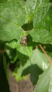 Forest bug blog