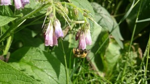 Pollinator in action blog