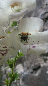 Bee in foxglove blog