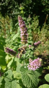 Bee on mint blog