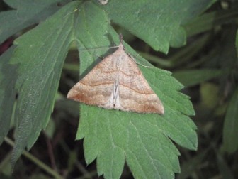 Brown moth comp.jpg