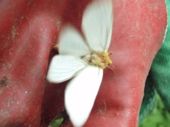 White moth comp.jpg