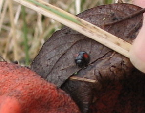 kidneyspot-ladybird.jpg