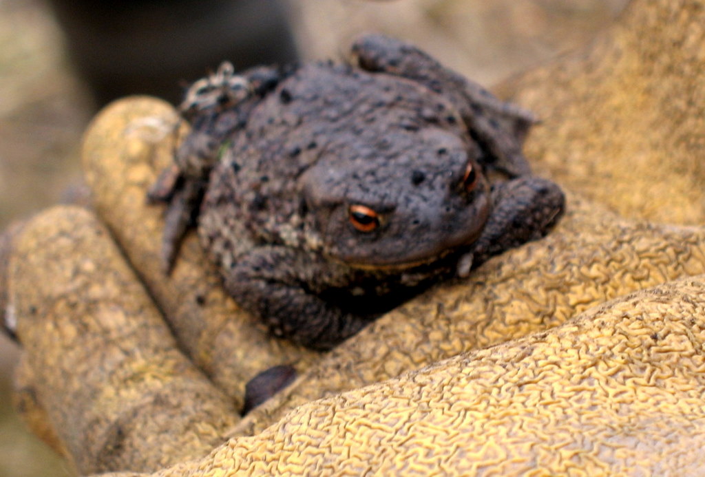 toad-22-march1.jpg